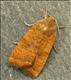 2112s1 (73.346) Least Yellow Underwing